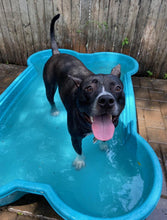 2 QTY Bone Pool™️ Package by One Dog One Bone™️